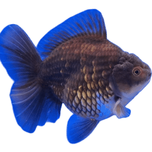 Oranda Black Male Goldfish