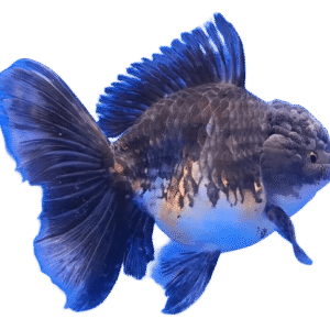Oranda Longtail Kirin Male Goldfish