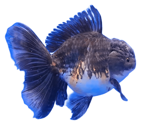 Oranda Longtail Kirin Male Goldfish