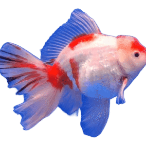 Oranda Longtail Sakura Male