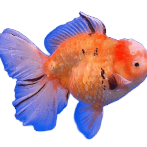 Oranda Longtail Tricolor Female
