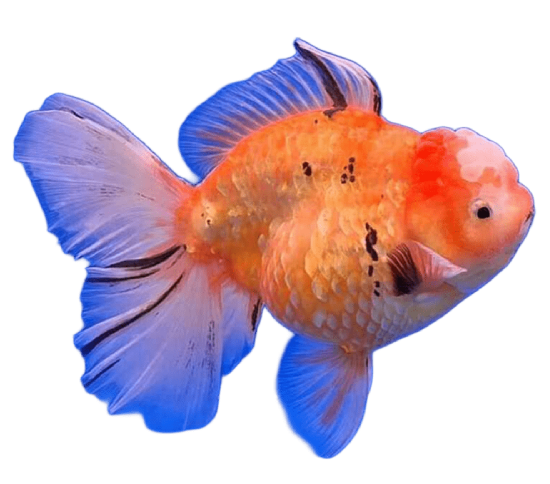 Oranda Longtail Tricolor Female