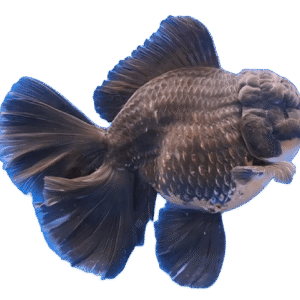 Oranda Rosetail Kirin Goldfish Male