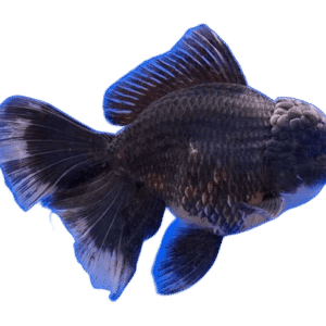 Oranda Rosetail Kirin Male Goldfish