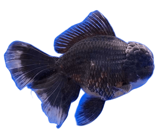Oranda Rosetail Kirin Male Goldfish