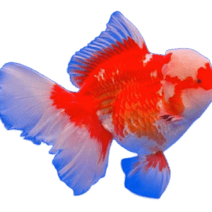 Oranda Rosetail RW Female Goldfish