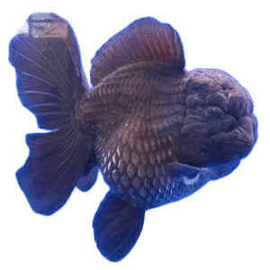 Oranda Short Tail Black Female