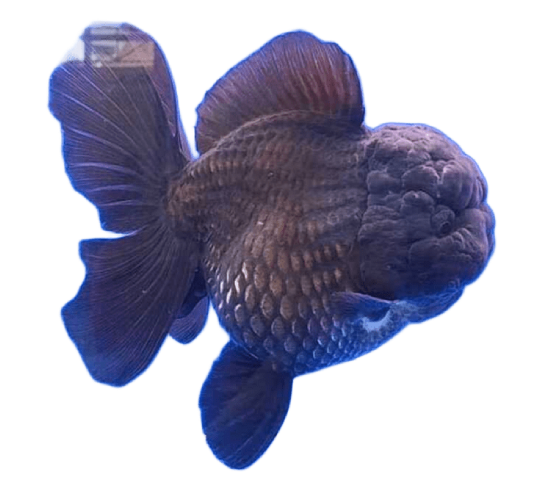 Oranda Short Tail Black Female