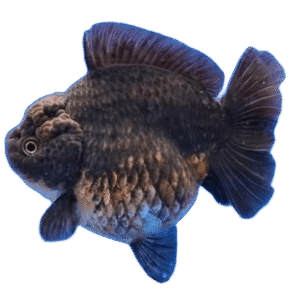 Oranda Short Tail Female