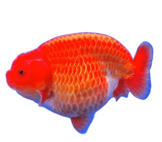 Ranchu Tinytail RW Female Goldfish