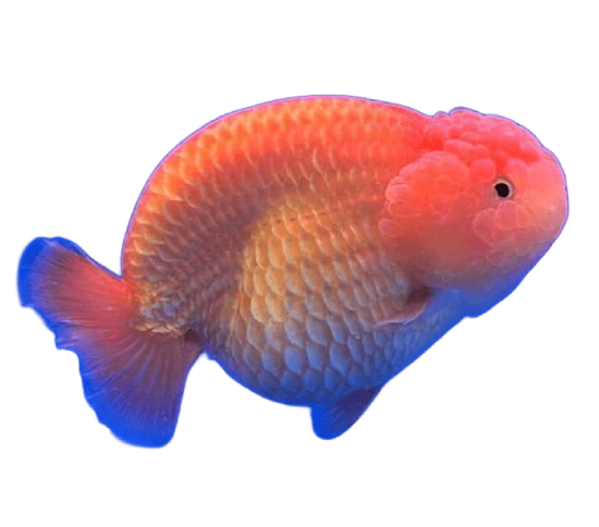 Ranchu Tinytail RW Jumbo Female