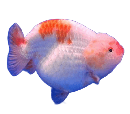 Ranchu Tinytail RW Jumbo Female Goldfish