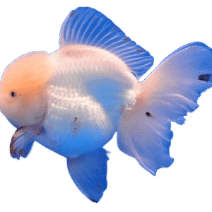 Snow White Oranda Male