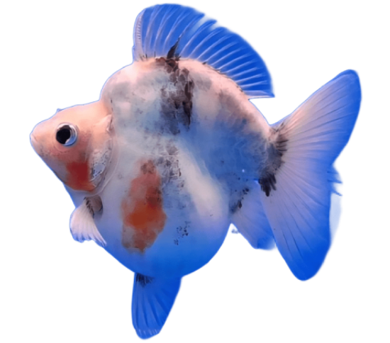 Tricolor Ryukin Male Goldfish