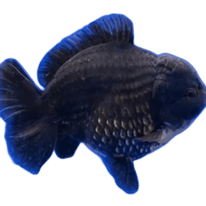 Oranda Short Tail Black Male